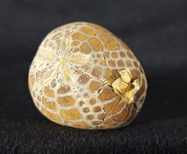 Cyclaster pfenderae (LAMBERT 1936) - Bild &copy; FossNet FossilienStore